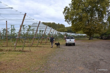 Photo Report: Visit to French kiwi and kiwi berry growers