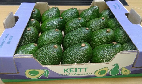 Image result for Kenya avocados exported to china