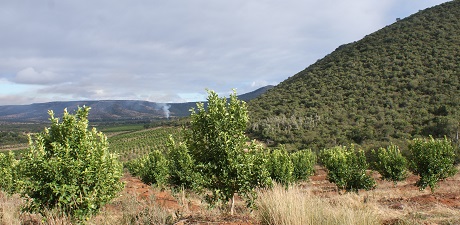 E. Cape: Heavy fruit drop on citrus due to heatwave and bergwind during ...