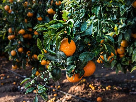 Israeli Orri mandarin arrivals begin on US East Coast