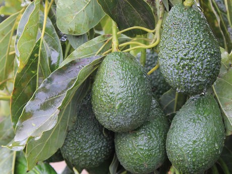 California avocado season is almost upon us