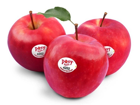 NZ: Mr Apple's new varieties pass consumer tests as production prepares ...