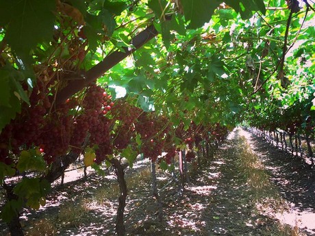 加州葡萄的收获工作将在两周内开始