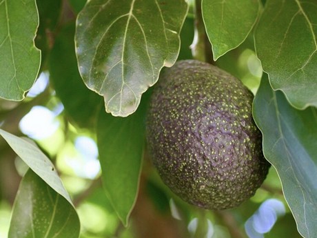 Wholesale miniature 100 pcs.AVOCADO