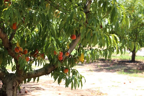 Hot days for South Carolina peach growers