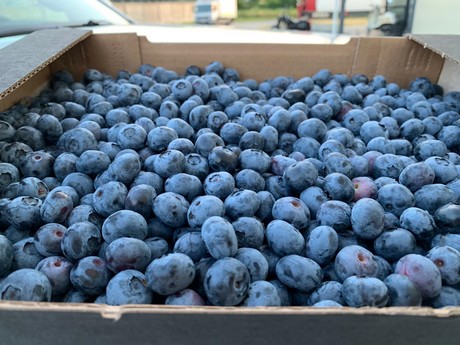 Heatwave cuts Ukrainian blueberry season short