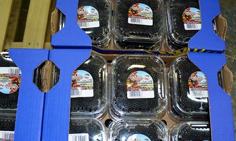 North America Berry Supplies Start Shifting Sourcing