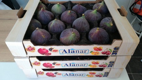 Early start for Turkish fig season