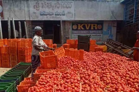 Dwindling tomato prices hit farmers hard in Tirupati