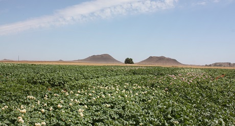 Sa Potato Industry Ready To Broaden Its Horizons