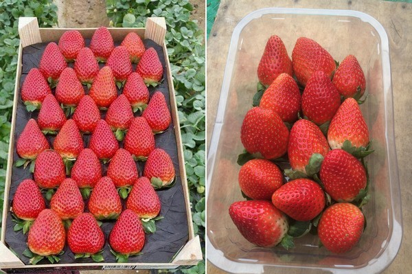 New Regulations Will Make For Excellent Strawberry Season,Pet Hedgehog Tank