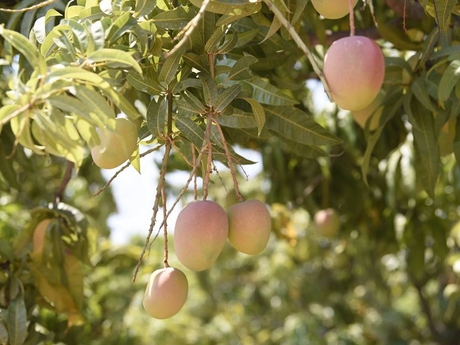 Growers Pride Fruit Trees | Fruit Trees