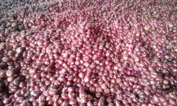 import of egyptian onions has no effect on indian domestic market”