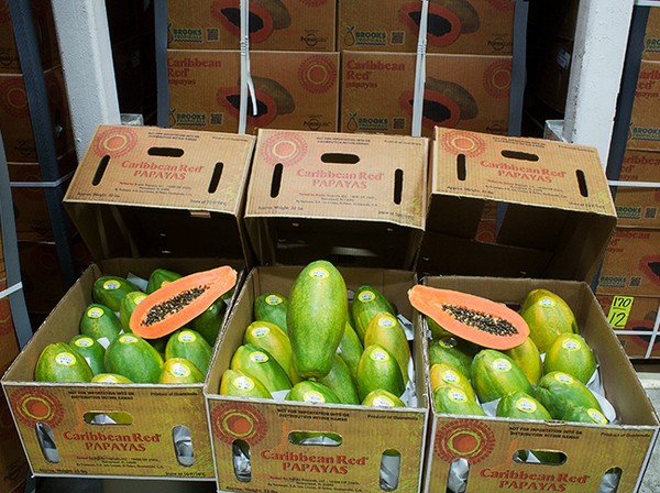 Introducing the Papaya Box – Knix