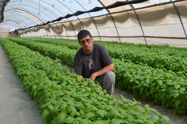 Israeli grower has 15 ha of basil