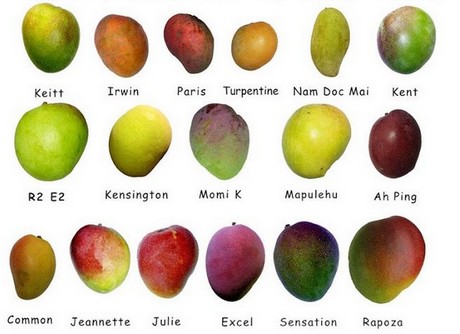Study on consumer attitudes towards new mango varieties
