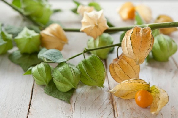 â€œWe are expecting to increase goldenberries by 40% for the
