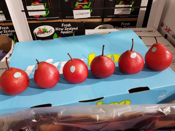 Making Pears Cool Again In New Zealand