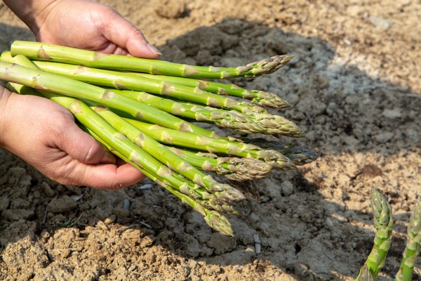 Difficult US asparagus market due to coronavirus