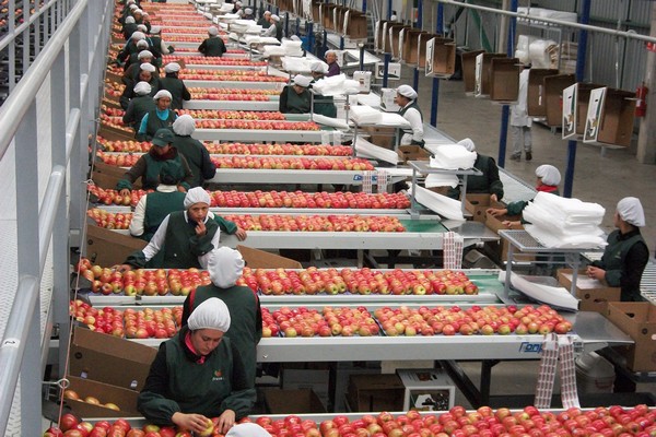 Chile's Honeycrisp apples have arrived in U.S.