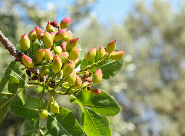 Arizona's tree nut industry on the rise, according to new study