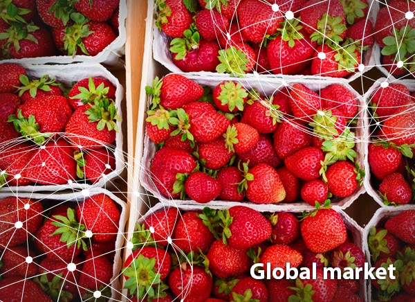Overview Global Strawberry Market,Table Etiquette Rules