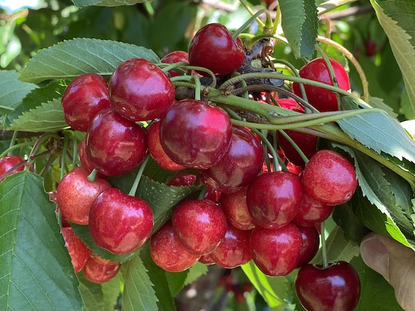 Seamless Transition From California To Northwest Cherry Crop Expected 6090