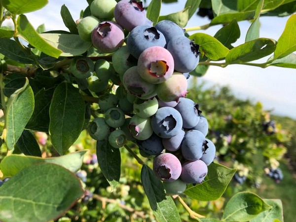 Average Crops Expected Around The Country For Blueberries