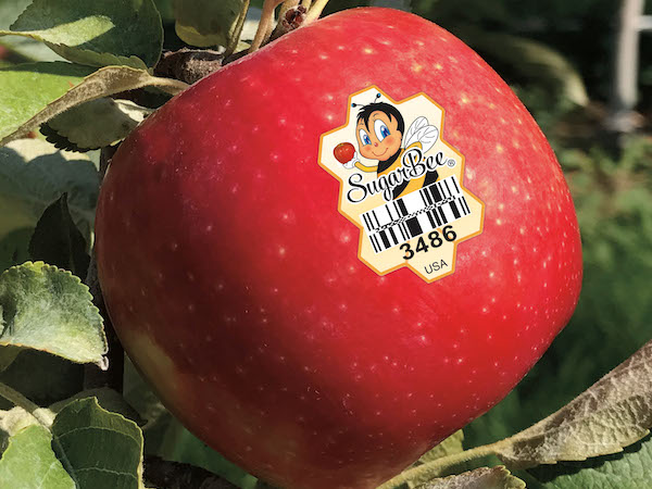 What Is a SugarBee Apple? - Mike's Window