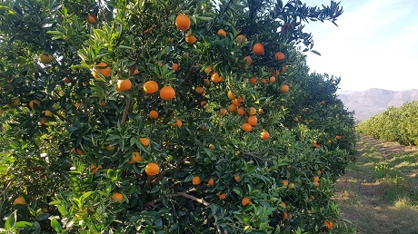 Lots of space for overseas citrus on an empty European market