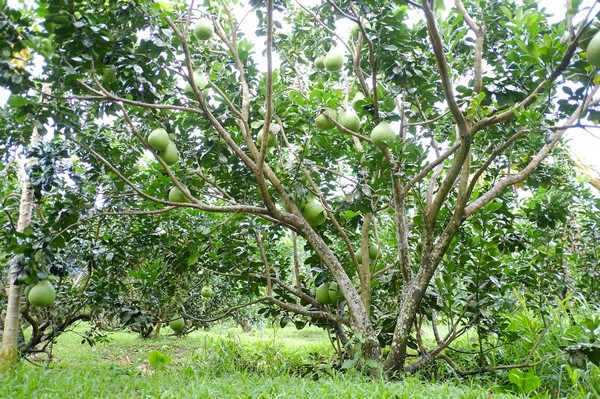 Pomelo Baum Pflanzen