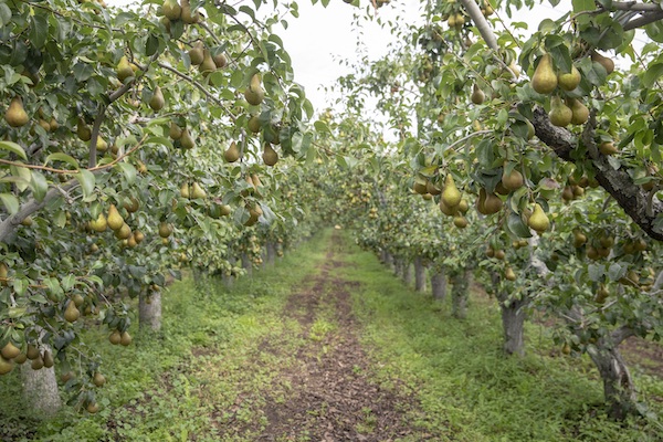 Us Northwest Pear Crop Estimate For 2020 Harvest Season Announced 