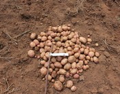 Potato diversity leads to economic gain in Uganda - FreshPlaza.com