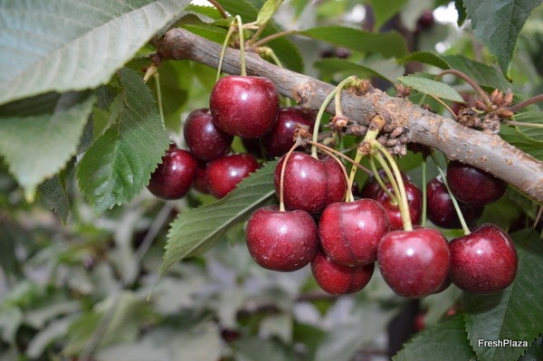 Scottish Cherries- The Latest In The Northern Hemisphere