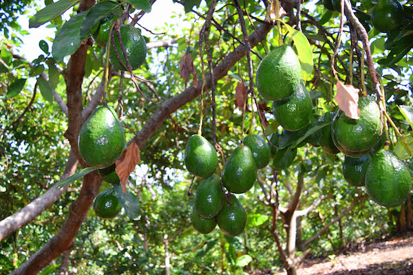 “We are working to register Tropical Avocados as a quality trademark”