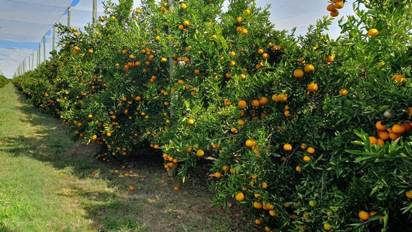 New technology addresses alternate bearing in citrus