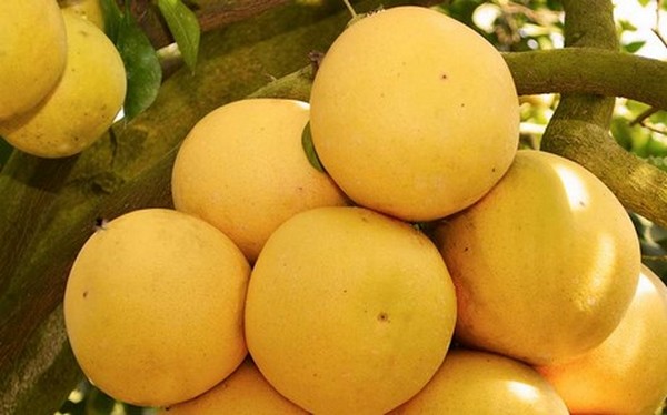 Los Aranceles Japoneses Ponen Al Pomelo De Florida En Desventaja Con Mexico