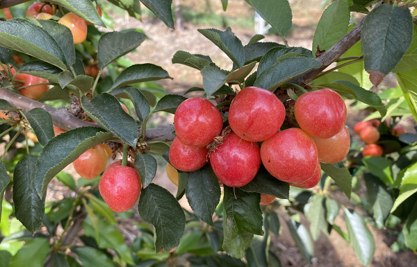 Late South African cherry crop eagerly awaited in Europe & UK