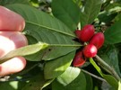 Could the Miracle Fruit be suitable for South Florida? - FreshPlaza.com