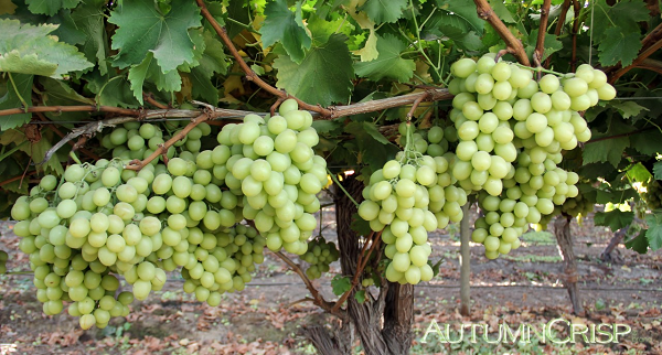 5 kg de semillas de uva naturales prémium sueltas para 5 kg de semillas de uva naturales prémium sueltas para