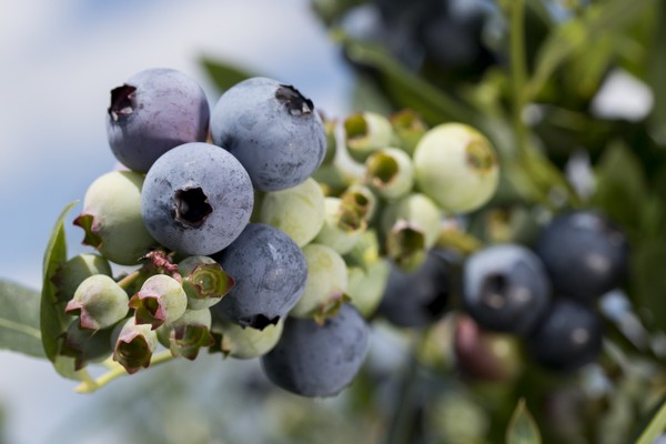 Blueberry app to help growers battle diseases and pests - Vimarsana News