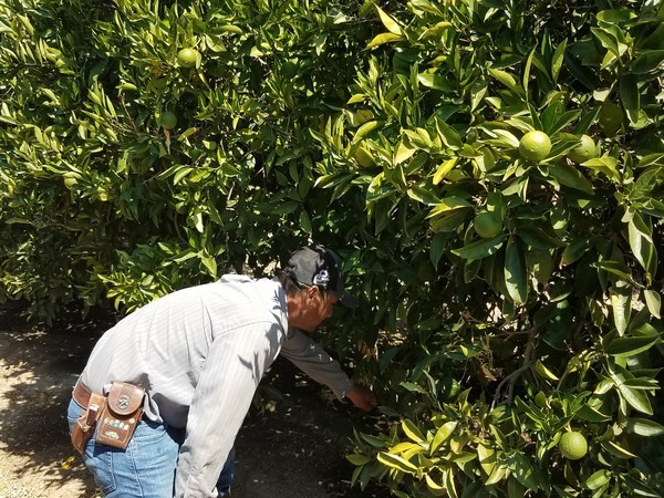 Good supplies but demand shifts for North America oranges - Vimarsana News