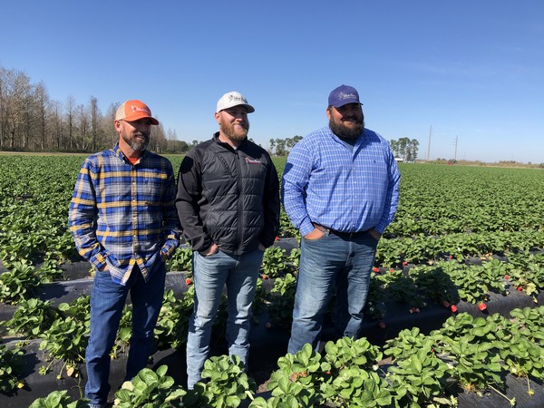 Berry grower expands Florida strawberry farm - Vimarsana News