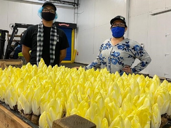 Organic endive seeing strength in 2020 - Vimarsana News