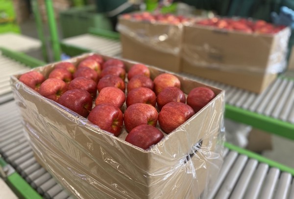 "We exported 30% more apples this autumn" - Vimarsana News