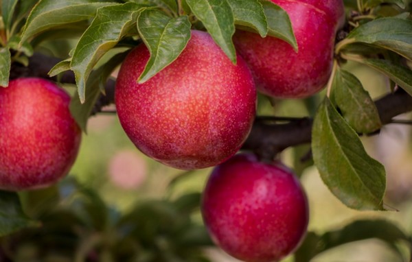 Culdevco's commercial plum varieties - Vimarsana News