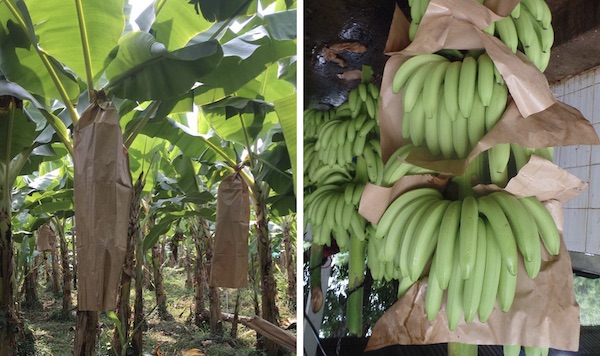 Sustainable recyclable banana bag gains popularity in Latin America - Vimarsana News