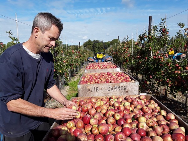 UK Cameo® sees record crop - Vimarsana News