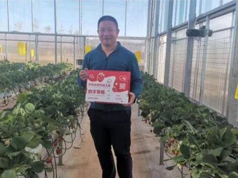 Pinduoduo's strawberry-growing competition produces tech start-up to serve farms - Vimarsana News