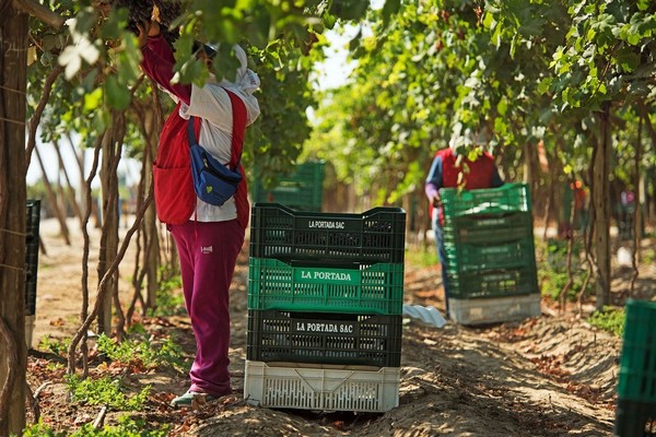 Good eating quality on both domestic and imported grapes - Vimarsana News